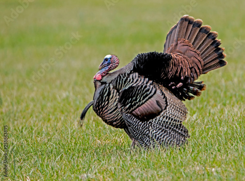 A single wild Turkey strutting his tail feathers.