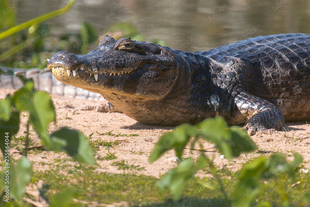 Fototapeta premium Alligator