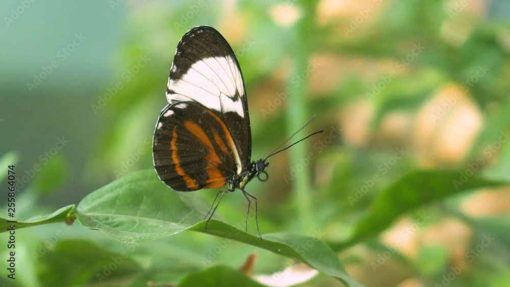 Beautiful detail of a still butterfly on a leaf. Flat plane. Blurred effects Beautiful detail of a still butterfly on a leaf. Flat plane. Blurred effects
