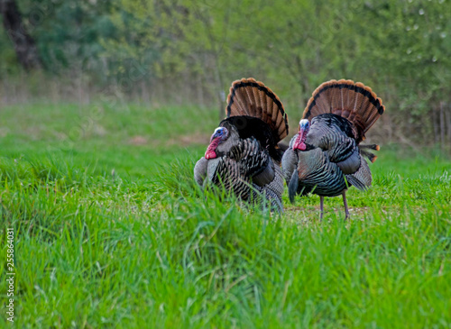 Two male wild Turkeys strutting their tail feathers during the rutting season.