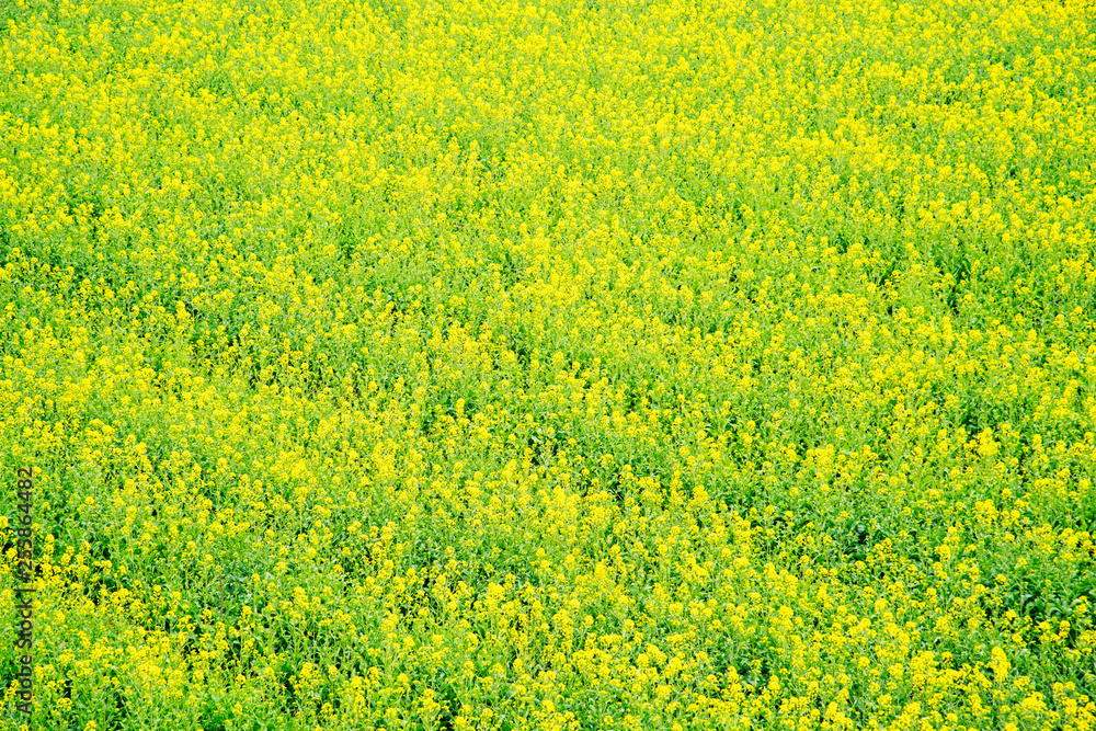 Nanjing yaxi international slow city canola pastoral scenery agricultural Nanjing yaxi international slow city canola pastoral scenery agricultural