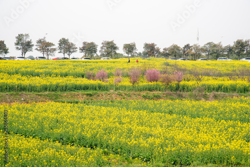 Nanjing yaxi international slow city canola pastoral scenery   agricultural photo