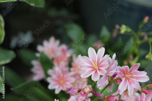 pink flower in the garden