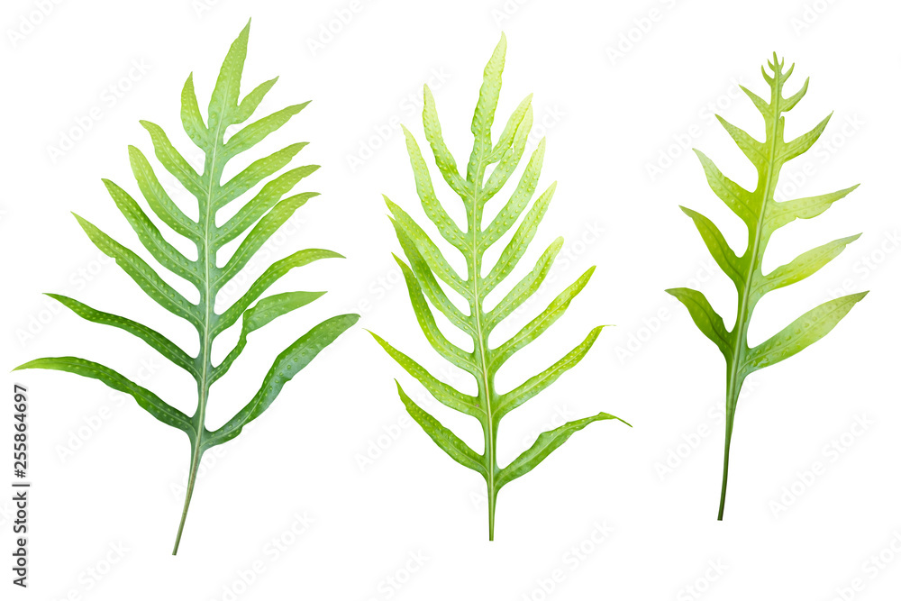 Fototapeta premium Fern leaf isolated on white background with clipping paths.