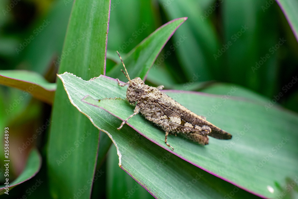 Fototapeta premium grasshopper on leaves