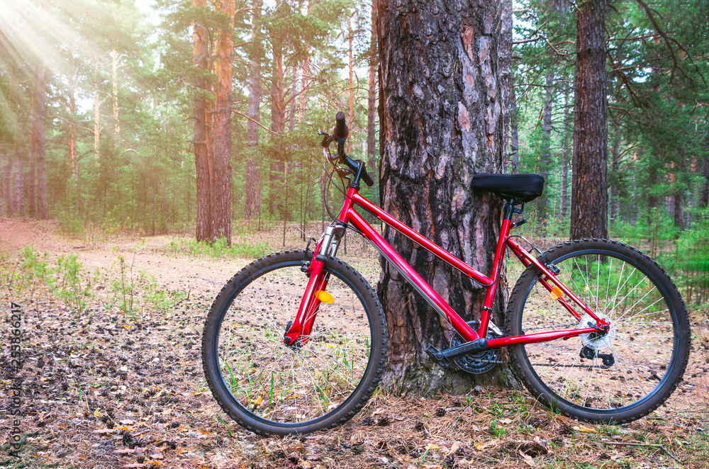 Red Mountain Bike, Bicycle Parked by a Big Pine Tree Trunk near The Forest Trail. Summer Morning with Sun Beams.