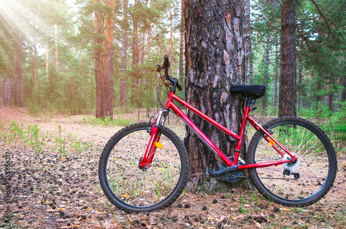 Red Mountain Bike, Bicycle Parked by a Big Pine Tree Trunk near The Forest Trail. Summer Morning with Sun Beams.