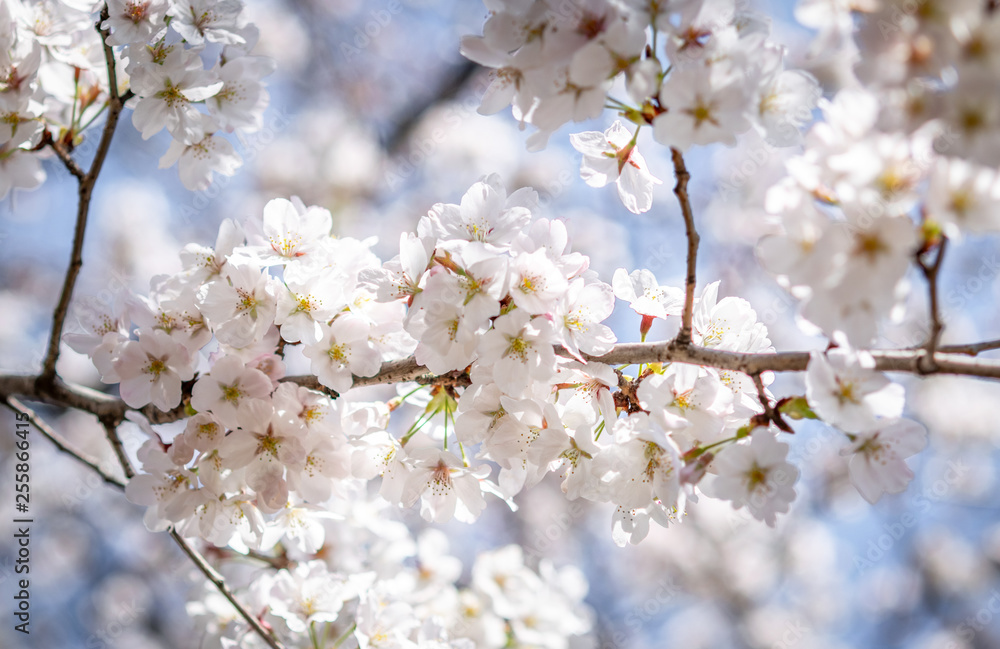 Selective focus of beautiful Sakura flowers or Cherry blossom in Japan Selective focus of beautiful Sakura flowers or Cherry blossom in Japan