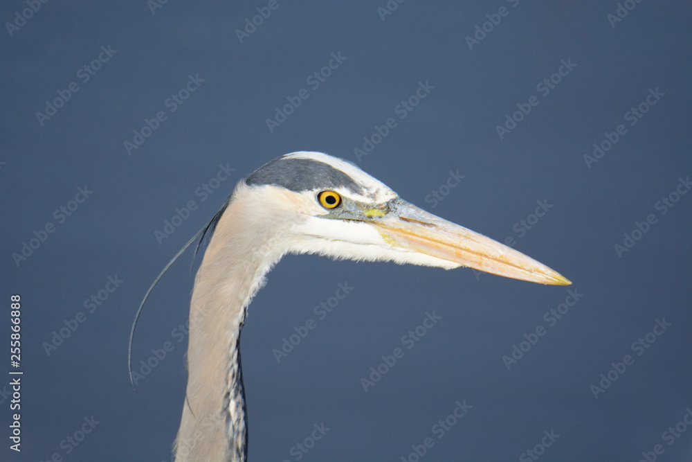 Portrait of great blue heron with intense eye locked on water in search of fish Portrait of great blue heron with intense eye locked on water in search of fish