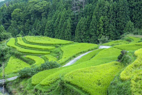 徳島-樫原の棚田