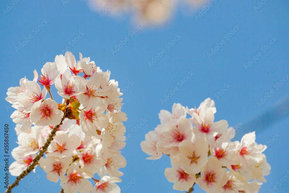Close up of cherry blossoms and blue sky space. 桜の花のクローズアップと青空スペース Close up of cherry blossoms and blue sky space. 桜の花のクローズアップと青空スペース