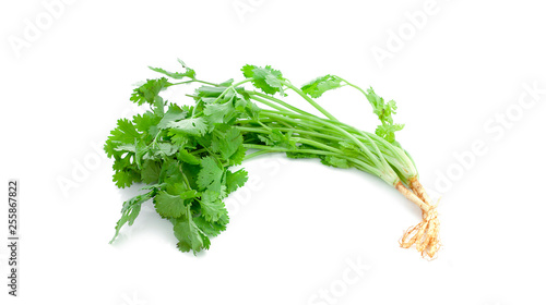 Green coriander leaves isolated on white background. This has clipping path.