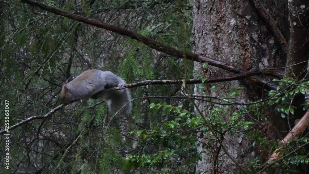 gray squirrel eating bark and moss of branches of winter trees gray squirrel eating bark and moss of branches of winter trees