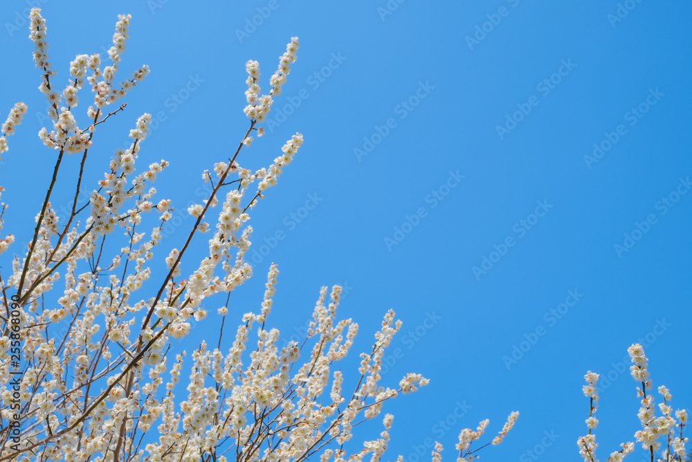 【写真素材】梅の花　青空　３月　春　コピースペース