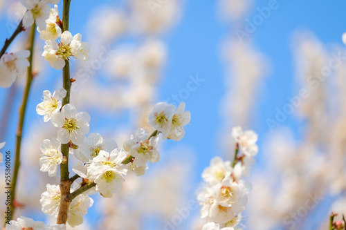 【写真素材】梅の花 青空 ３月 春 コピースペース
