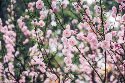 Close up pink plum flower blossom on tree in spring seasonal,natural background.dramtic tone filter.