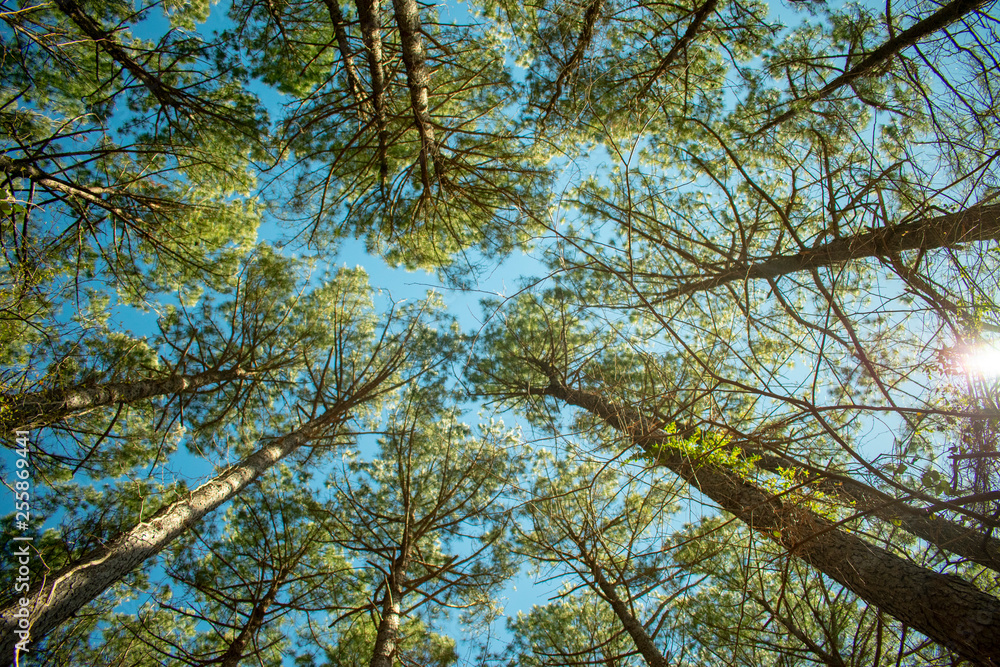 Fototapeta premium tree in autumn