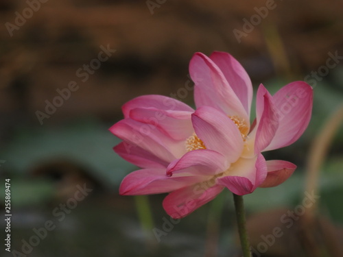 Lotus Pink Flower Petals wide petals with a pointed tip curved inward to the inside