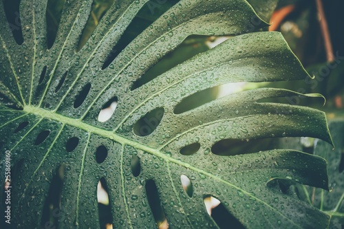 Rain water drops on Green leaves of monstera or Split-leaf philodendron in tropical forest and garden background.Vintage tone.