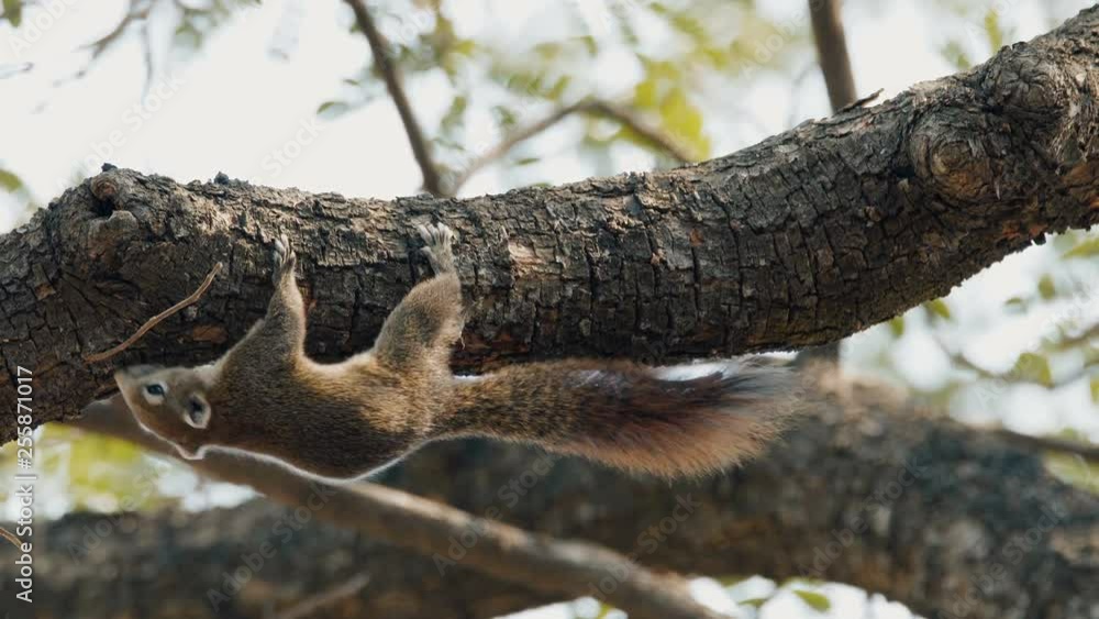 Red colour squirrel sitting on a tree and eating on the branch. Red colour squirrel sitting on a tree and eating on the branch.