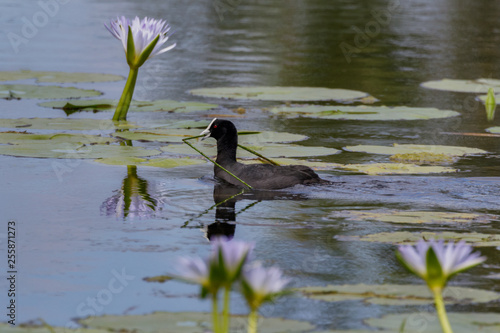 Obraz na plátně Eurasian Coot (Fulica atra) swimming among waterlilies - NSW, Australia - relate