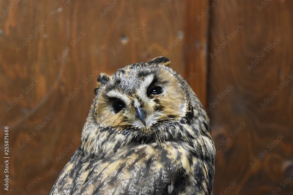 Fototapeta premium 猛禽類〜Bird of prey.