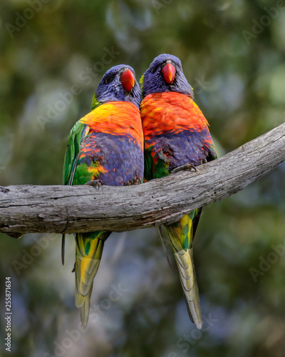 Schilderij op canvas Pair of Rainbow Lorikeets (Trichoglossus moluccanus) perched on a branch - nativ