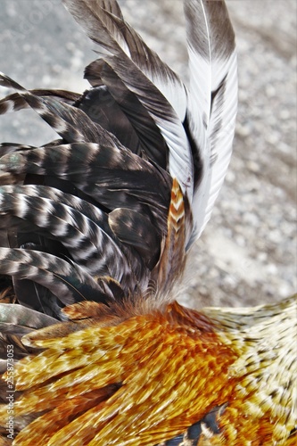 Photography Tail feathers abound