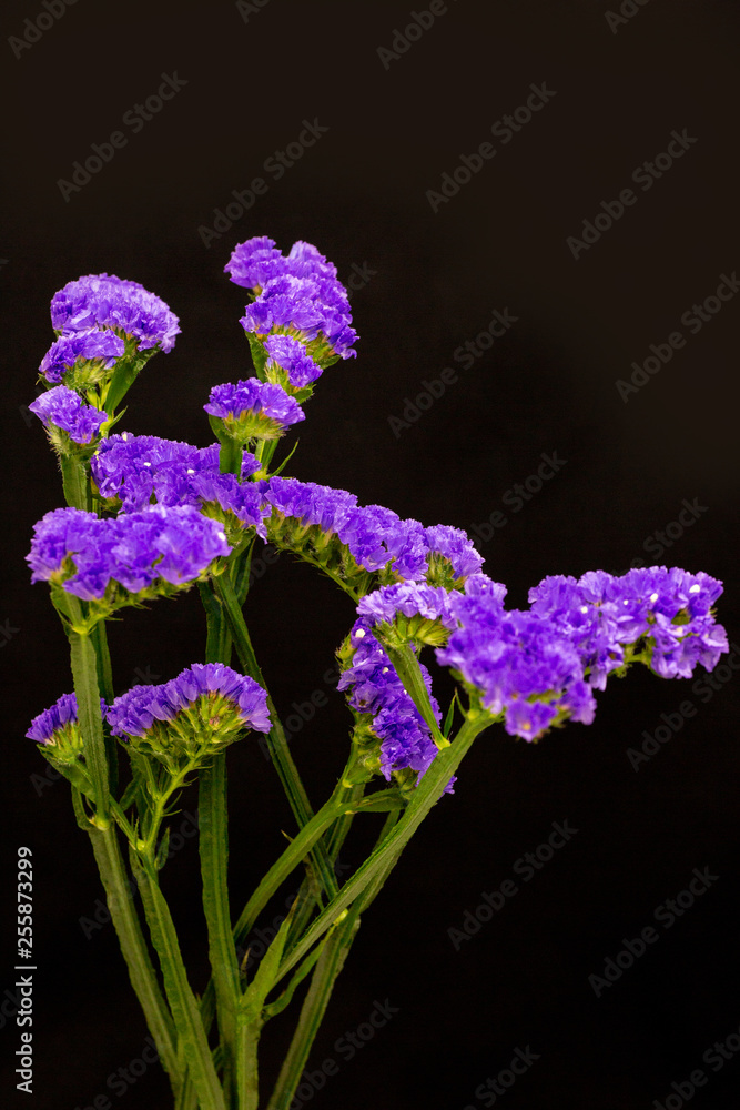 スターチス リモニウム Stock 写真 Adobe Stock