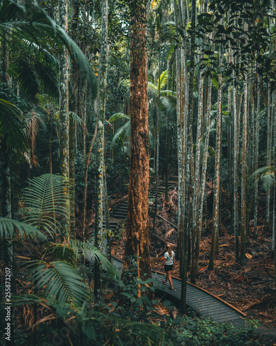 Wallpaper Mural jungle in australia hiking Torontodigital.ca