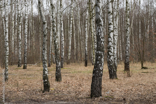 birch forest on early spring day