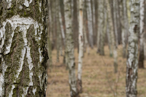 birch forest on early spring day © aga7ta