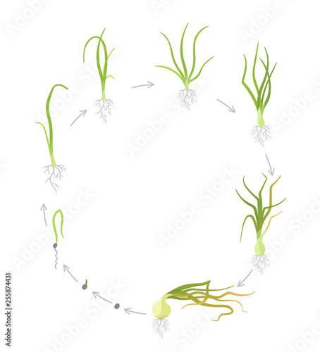 Crop stages of onion. Circular round growing onion plants. Bulbs life cycle. Harvest growth biology. Allium. Vector Illustration