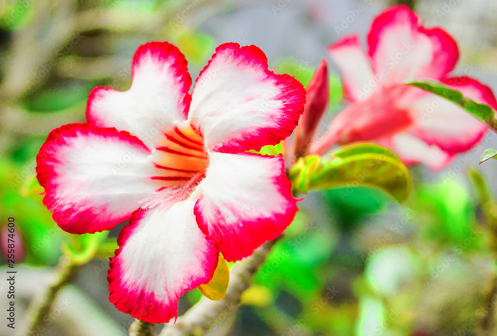 Fototapeta premium Beautiful Kamboja Flower