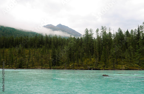 Picturesque view at Kucherla mountain river and mountain forest. Belukha national park, Altai republic, Siberia, Russia