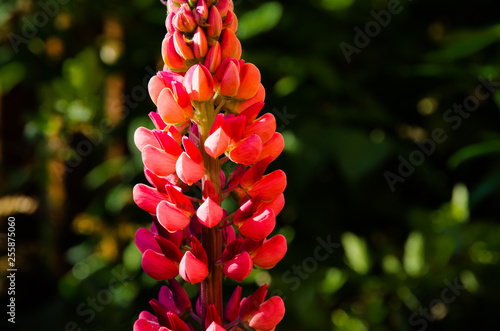 red flowers in garden