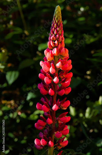red flowers in garden