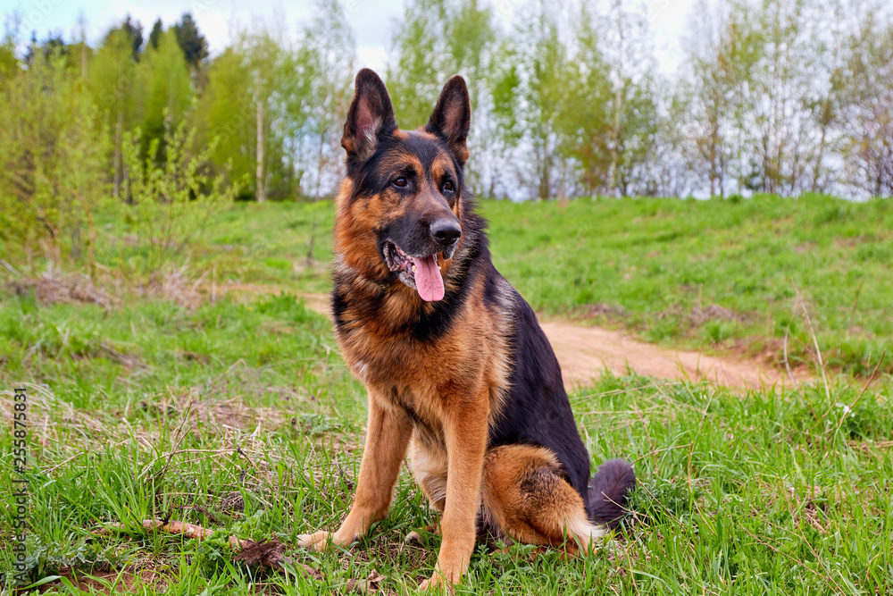 Dog German Shepherd in a green field in a summer