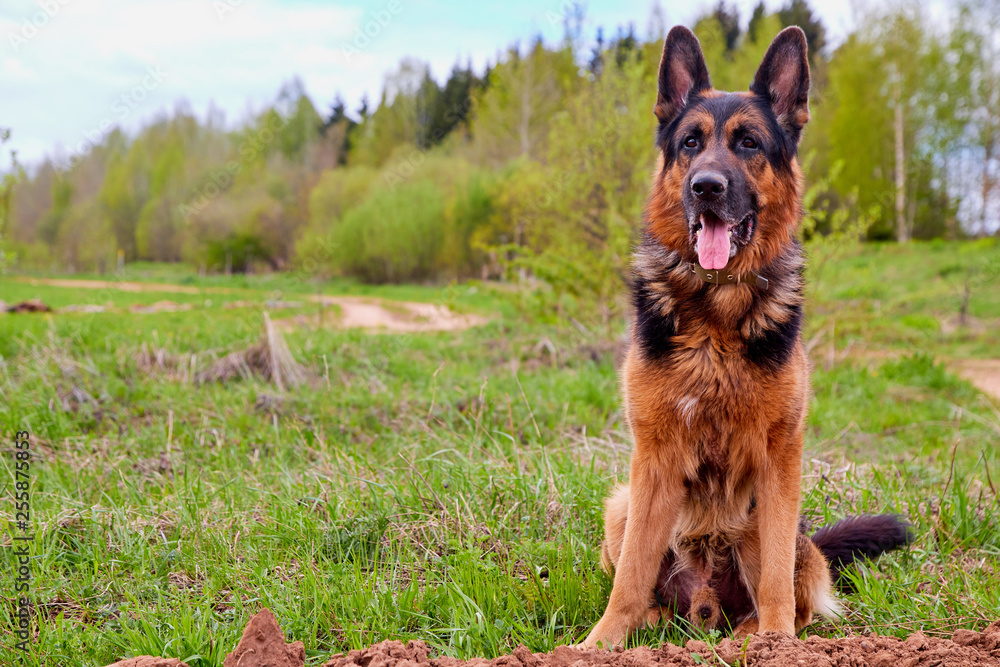 Naklejka premium Dog German Shepherd in a green field in a summer