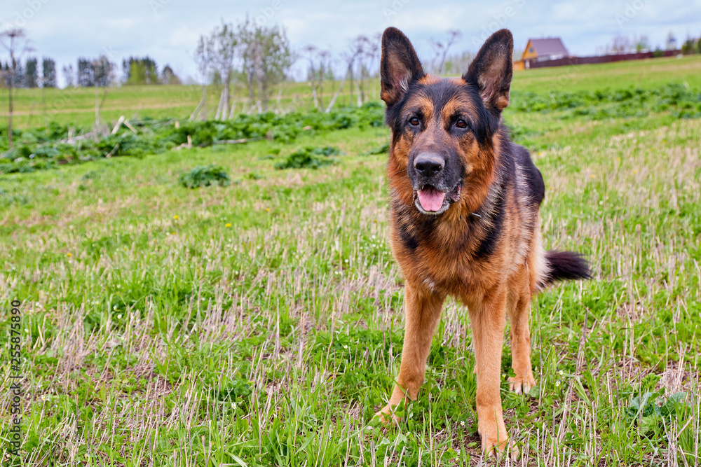 Dog German Shepherd in a green field in a summer