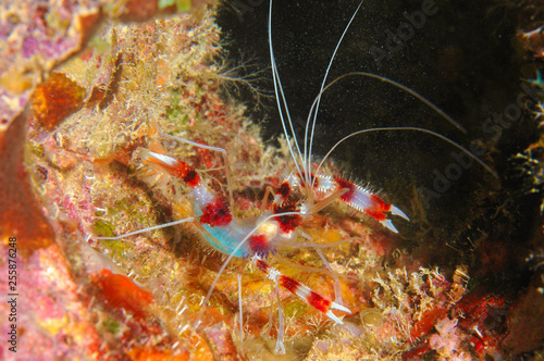 Barberpole Shrimp Underwater Marine Critter, 
