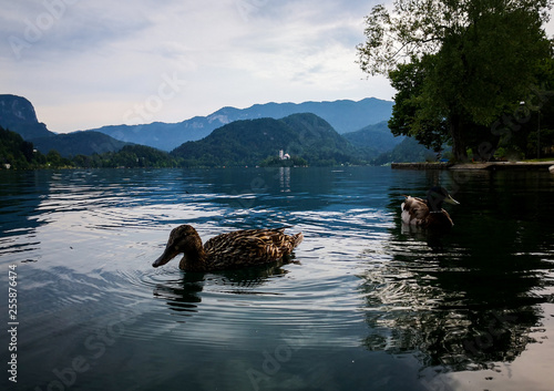 ducks over the tranquil Bled Lake