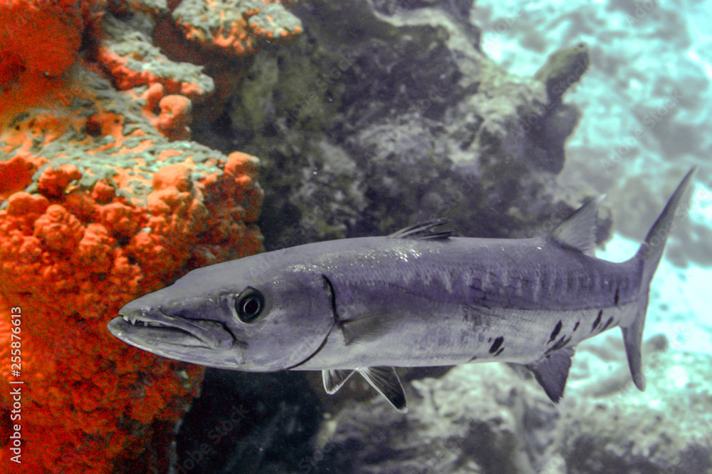 Barracuda undewater near reef Barracuda undewater near reef