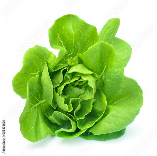 Butter head lettuce vegetable for salad on white back ground