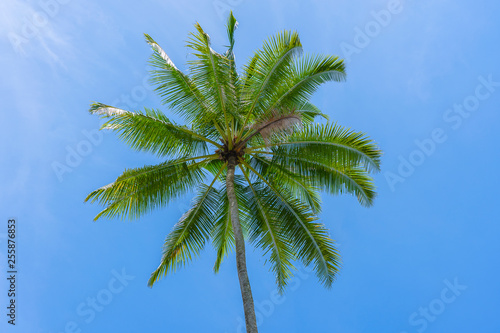 Close up green coconuts hanging on a palm tree against a blue sky  Thailand