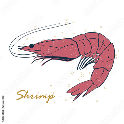 Shrimp sea Caridea animal hand drawn vector illustration isolated on white background. Seafood, fish market label, infographics, food packaging or underwater sea animal themes design.