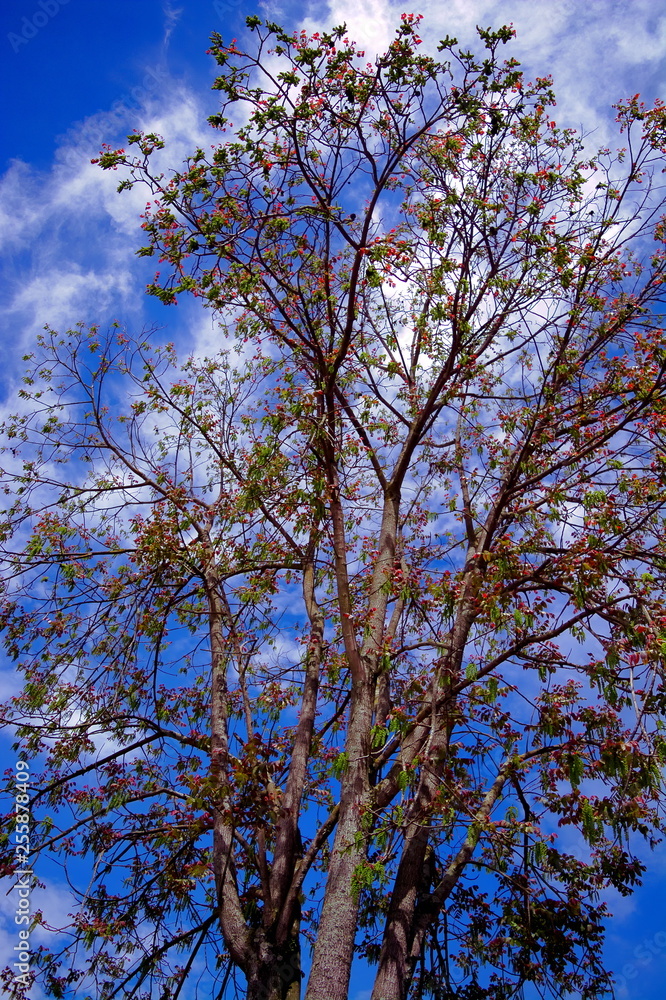 tree in the sky of Subachoque, Cundinamarca