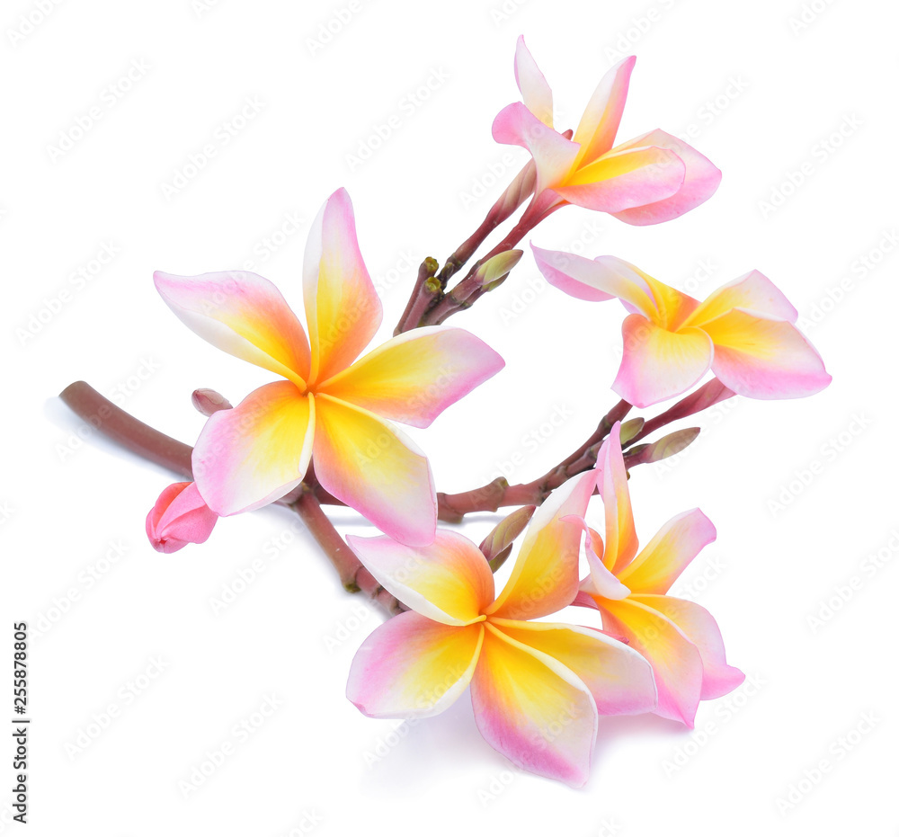 frangipani flower isolated on white background frangipani flower isolated on white background