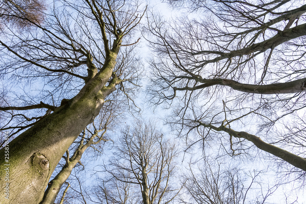 no leaves on the treetops no leaves on the treetops
