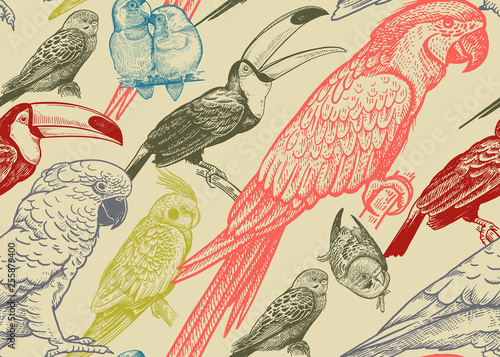 Parrots and toucans. Tropical birds. Seamless vector background.